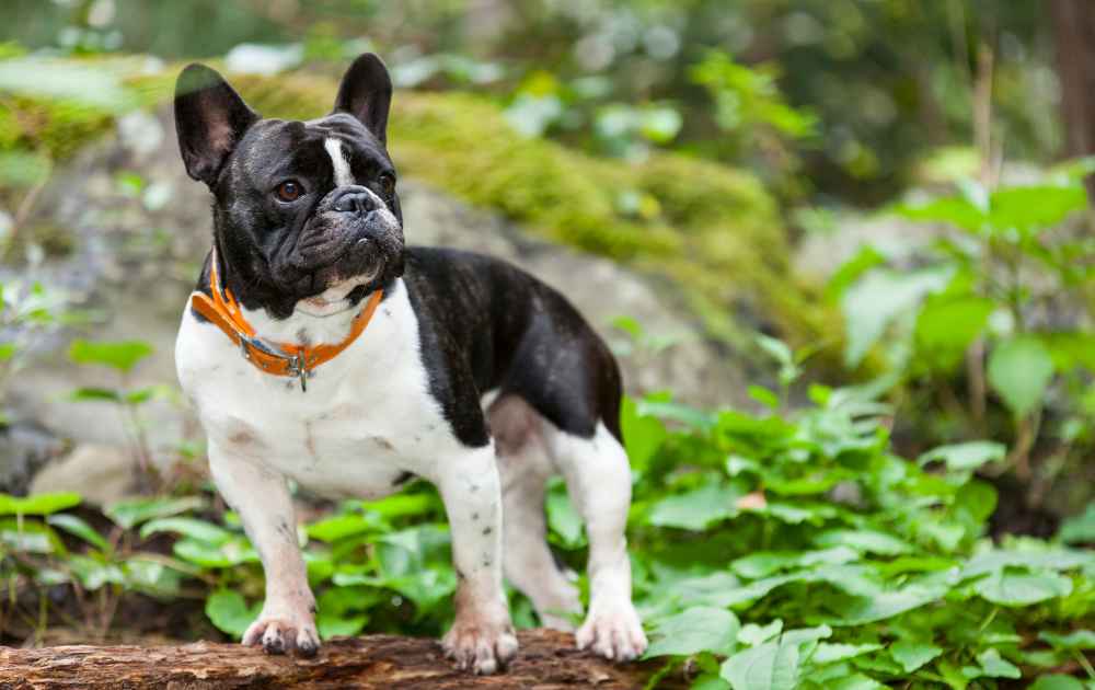 hund med platt ansikte Fransk bulldog