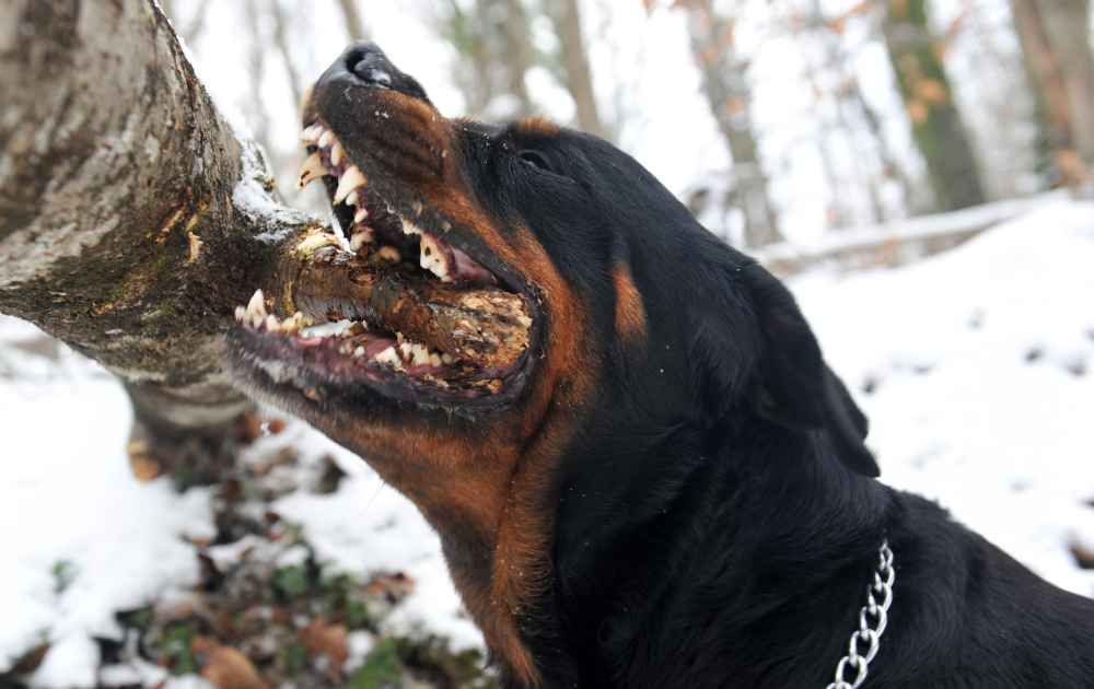 hundar med stark bett Rottweiler