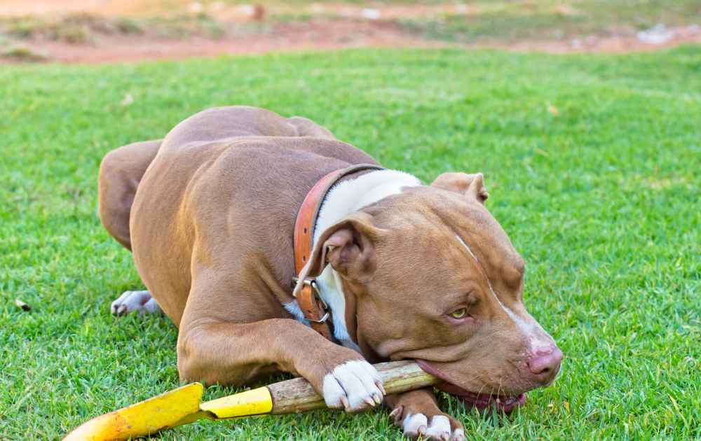 hundar med starkt bett Amerikansk pitbull