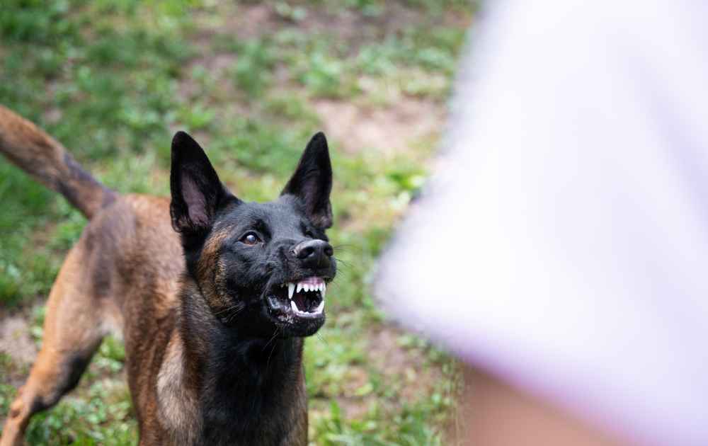 hundar med starkt bett Malinois