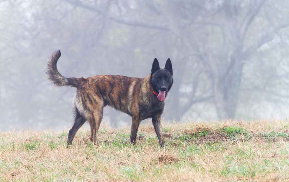 Holländsk herdehund