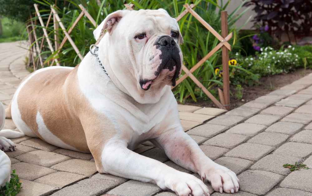 hundar som biter hort Amerikansk bulldog