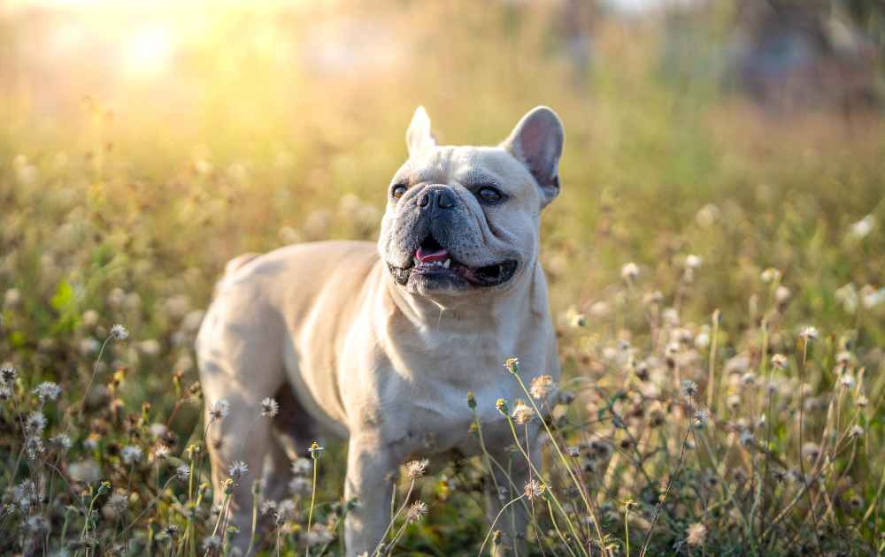 hundar som har korta ben Fransk bulldog