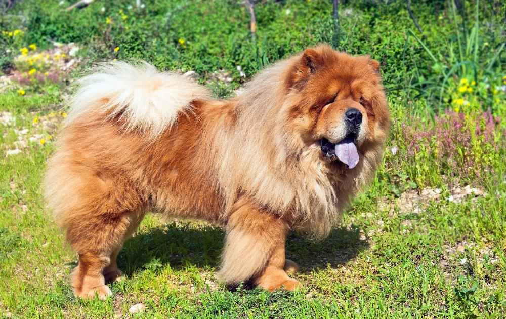 hundras med hårt bett Chow chow