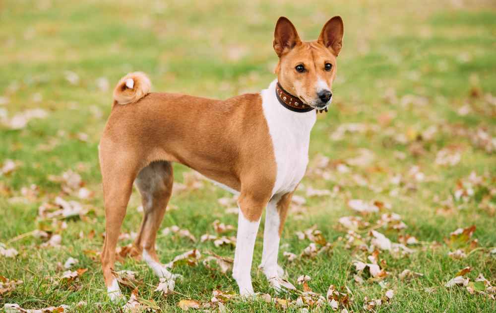 hundras med kort päls Basenji