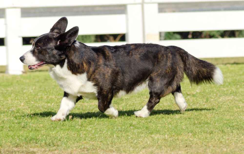 hundraser med korta ben Welsh corgi cardigan