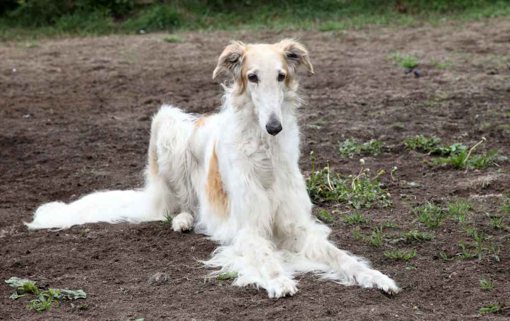 hundraser med lång nos Borzoi