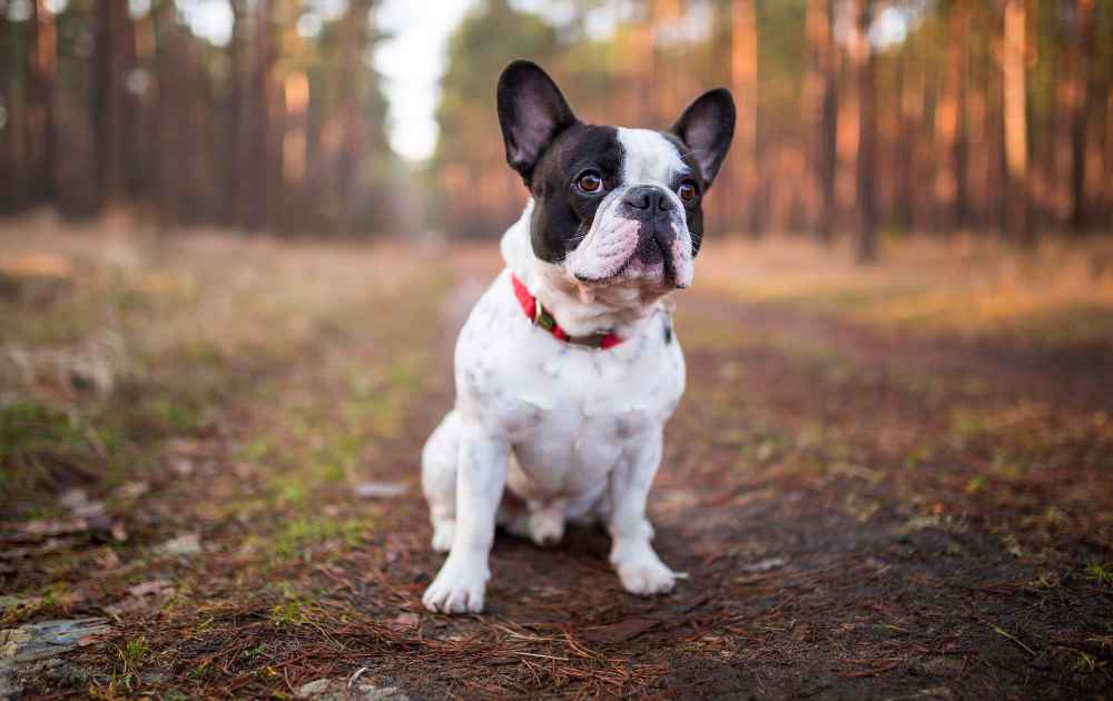 hundraser som är korthåriga fransk bulldog
