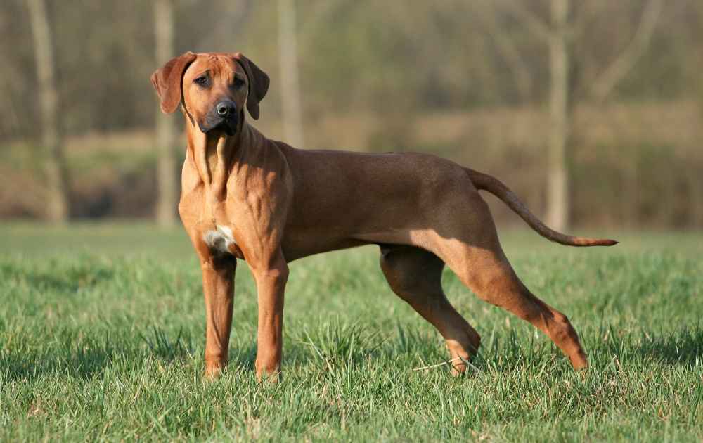 kort hårig hund Rhodesian ridgeback