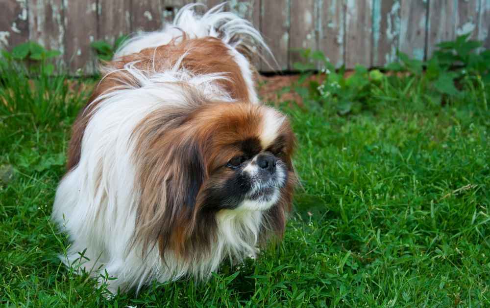 kort hund Pekingese