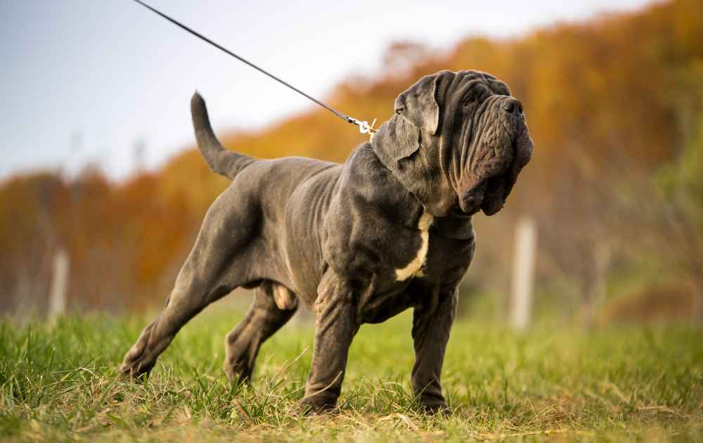 korthårig mastiff