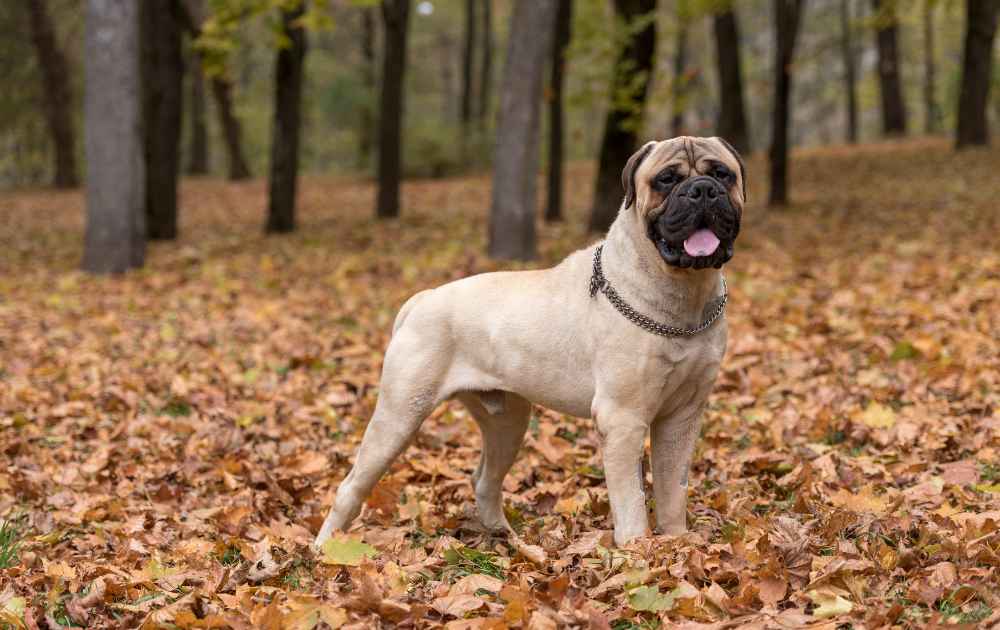 stor hund med platt ansikte