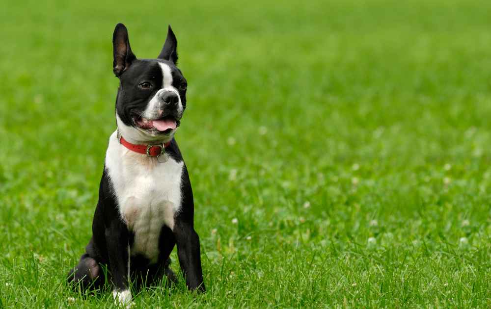 trubbnosad hund Boston terrier