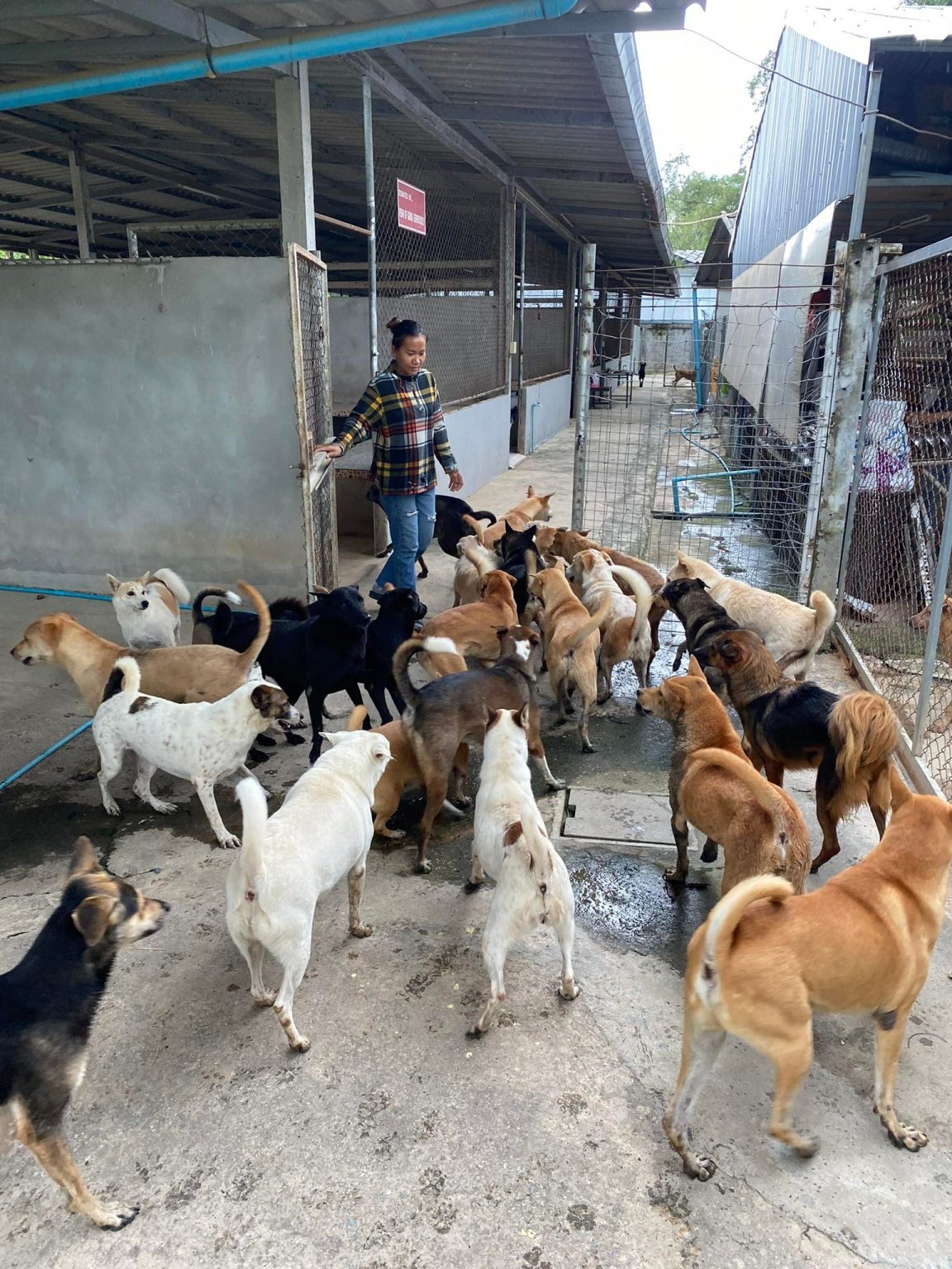 The sales dog rescuers