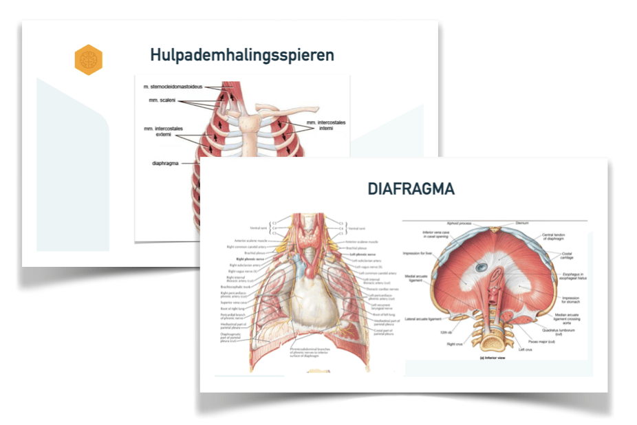 middenrif en hulpademhalingsspieren