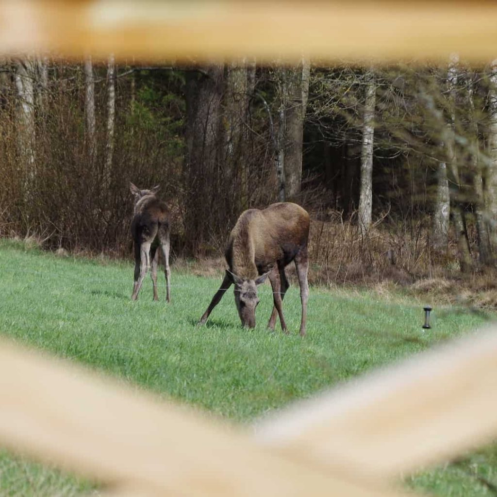 Eland bij Pinewood Lodge