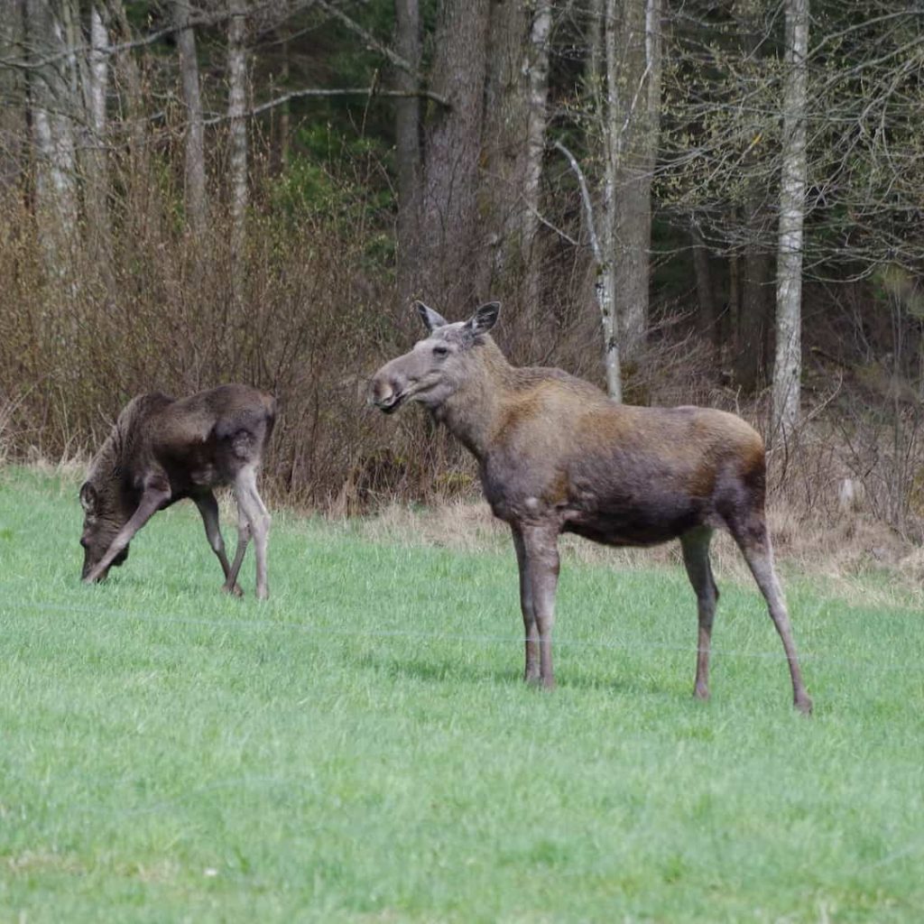 Eland bij Pinewood Lodge