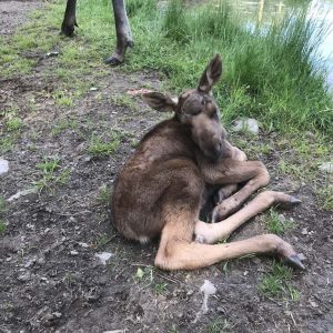 Baby Eland