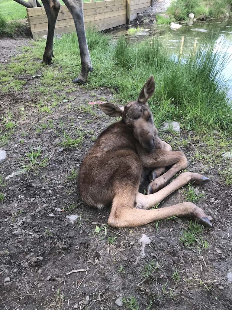 Baby Eland