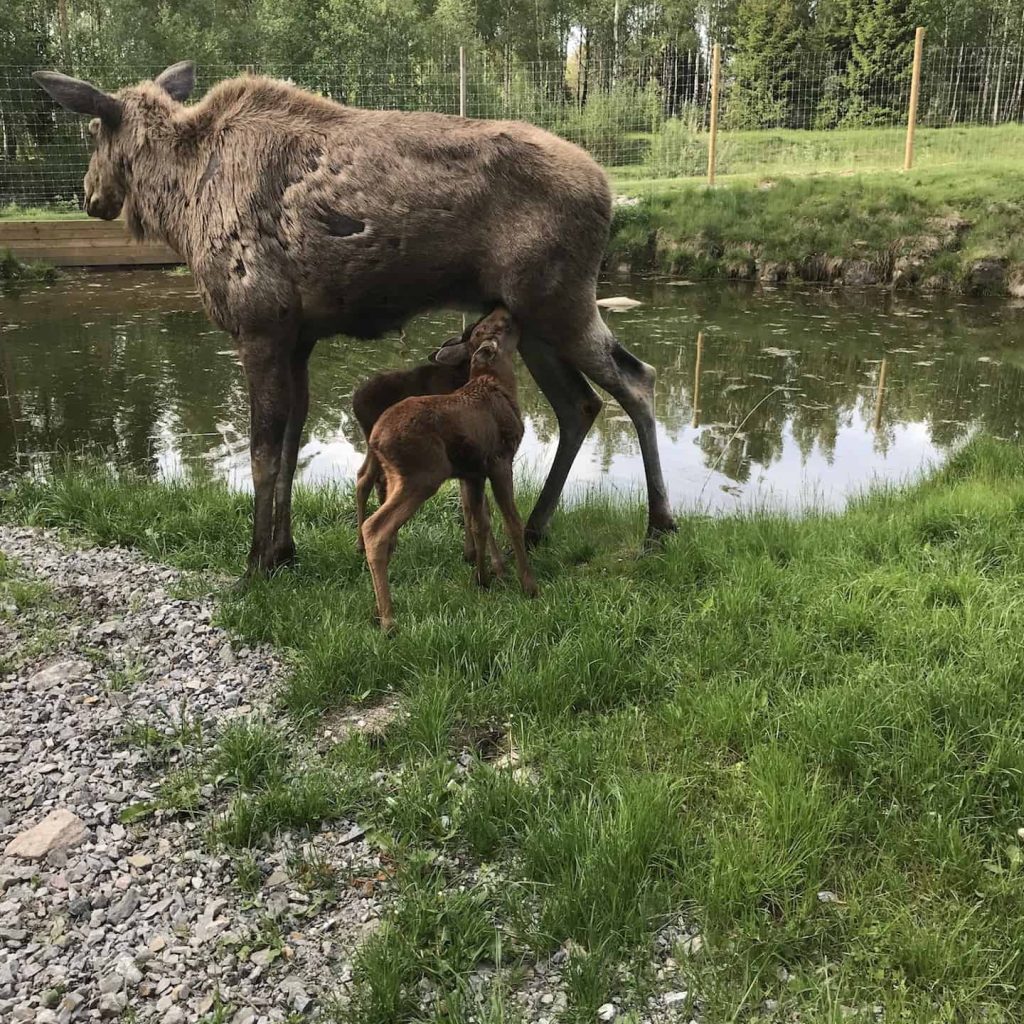 Eland met 2 kleintjes