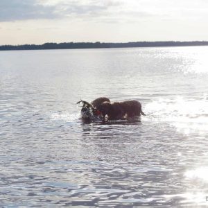 Honden in water