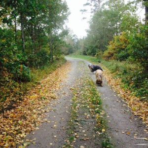 Wandelen in het bos