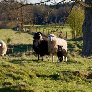 Roslags schapen foto's