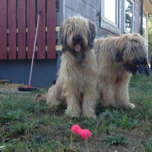 Briard