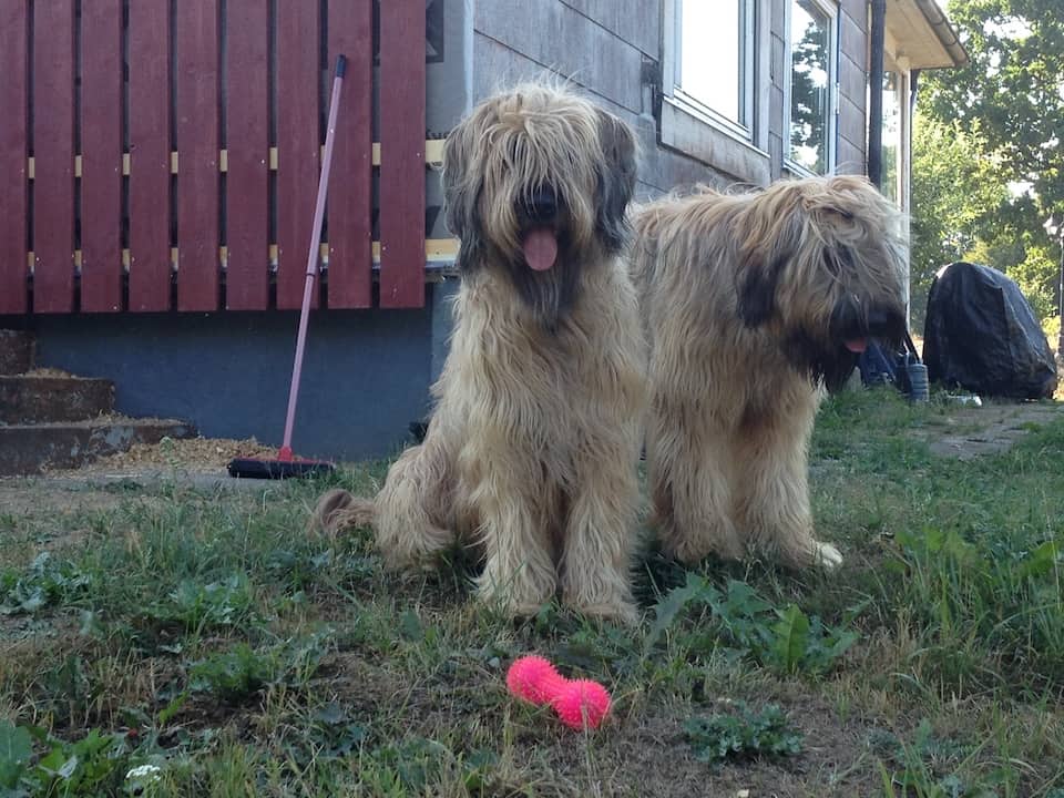 Briard