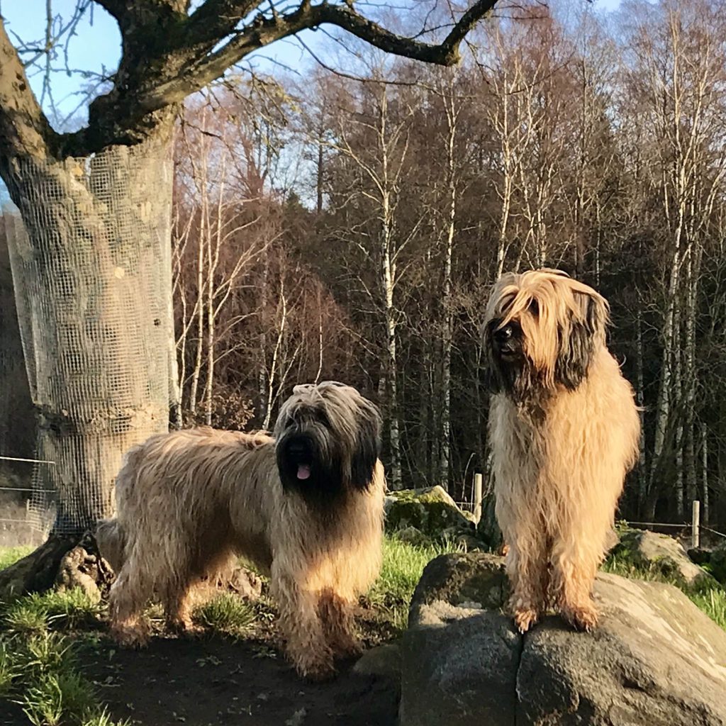 Briard