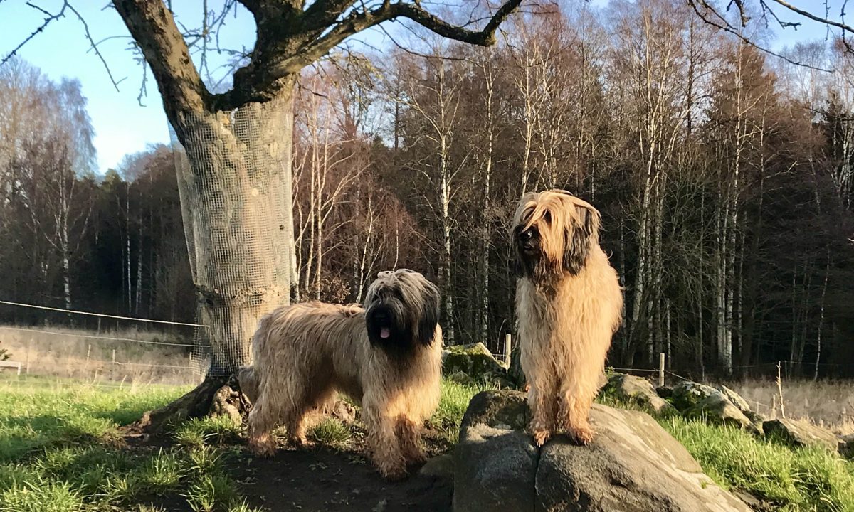 Briard