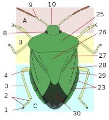 Lyme disease and risk of suicidal behaviour suicidal adfærd