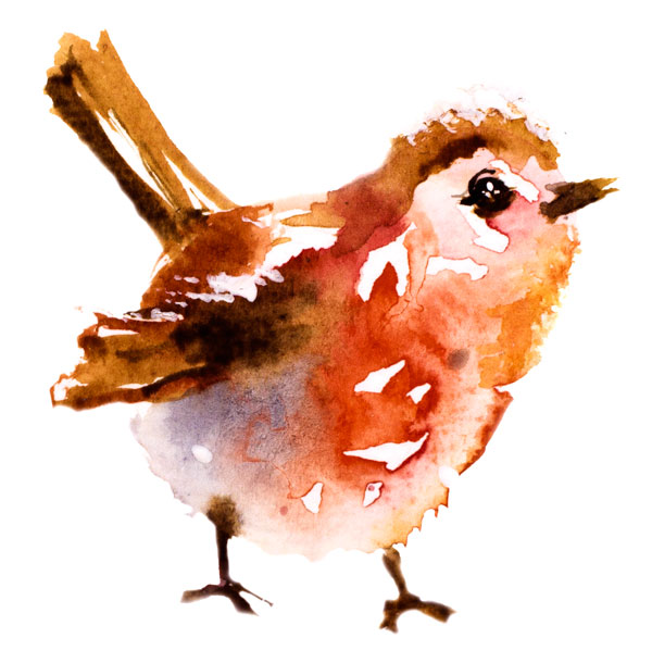 Robin watercolour painting