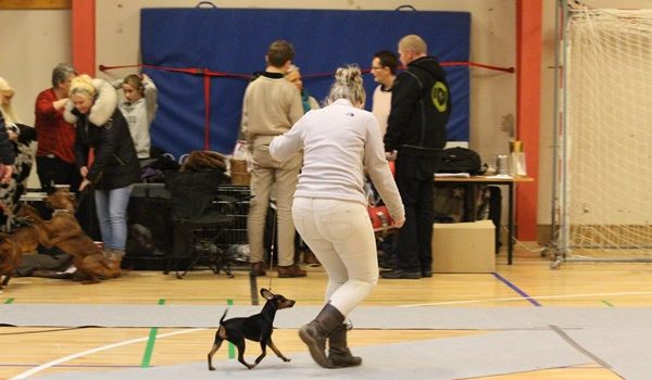 Tilmelding udstilling i Skensved Hallen