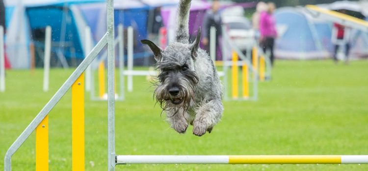 Introduktionskursus i Agility