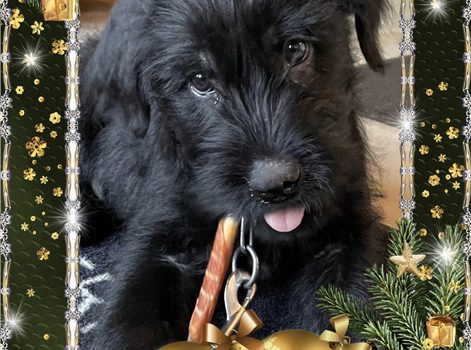 Glædelig Jul og Godt Nytår