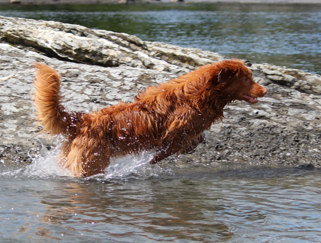 Nova Scotia Duck Tolling Retriever jumping towards the right in a body of water.