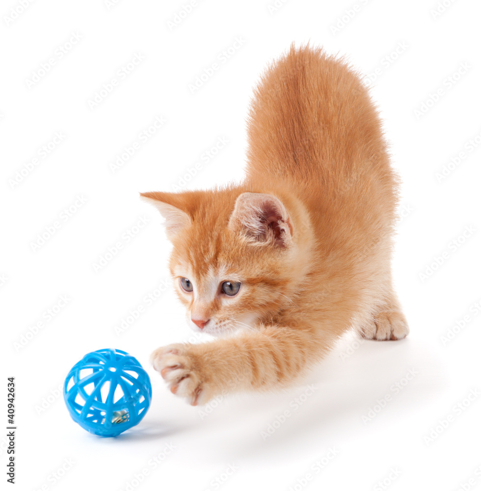 Cute orange kitten playing on a white background.