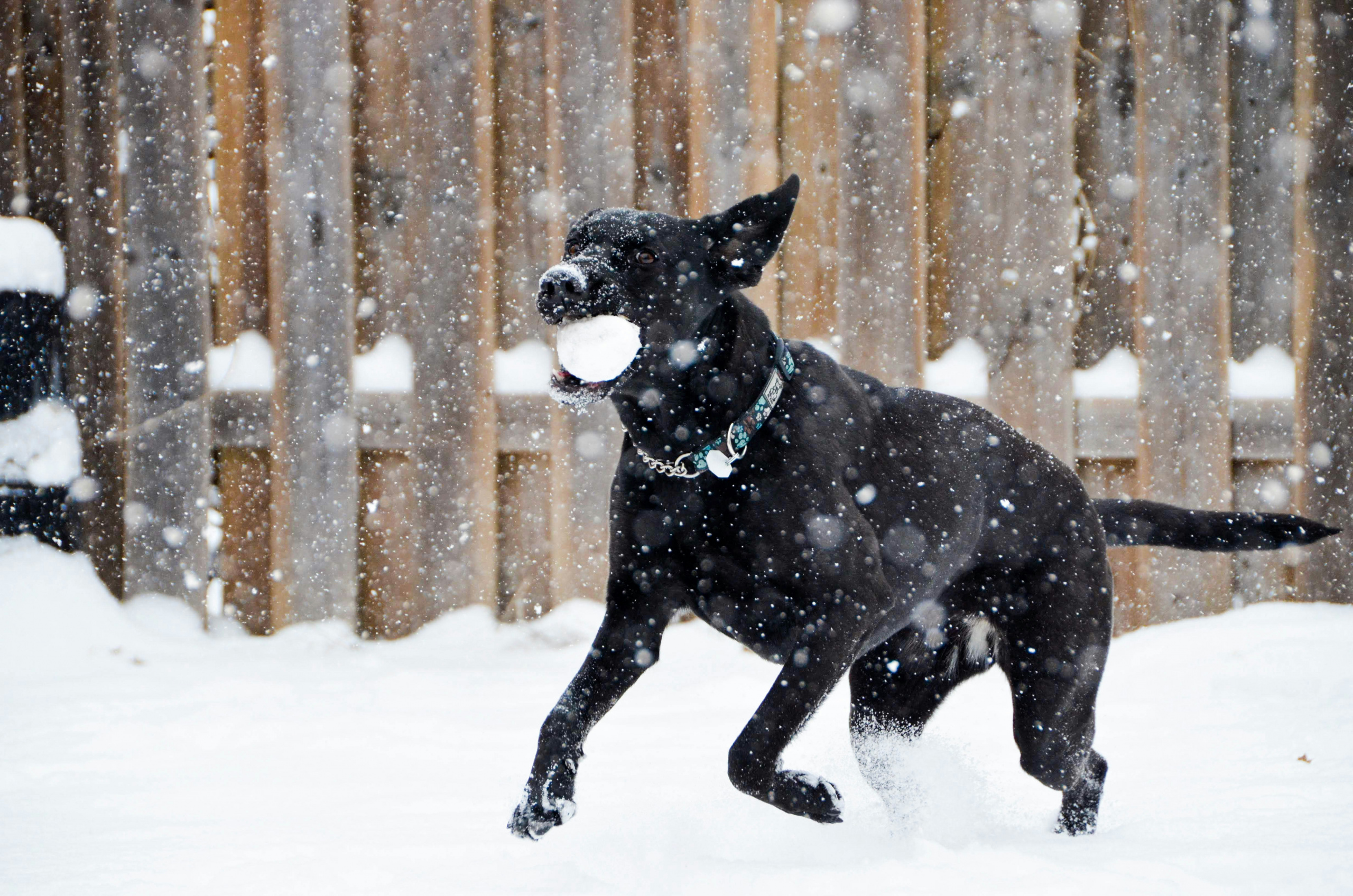 Hund som leker fritt i snøen. Trening på innkalling.