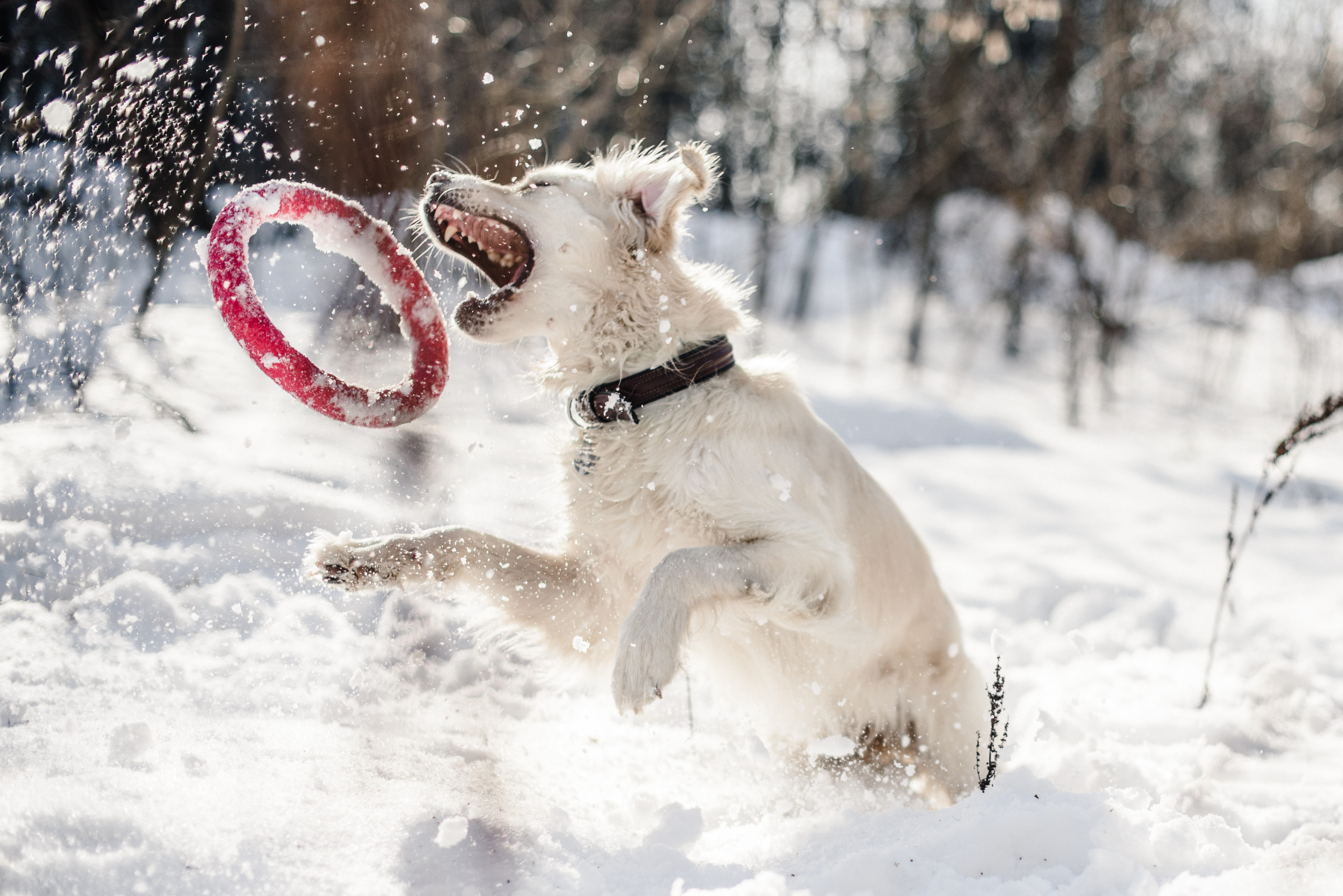 Hund fri til å leke i snøen med leke. Innkallingstrening