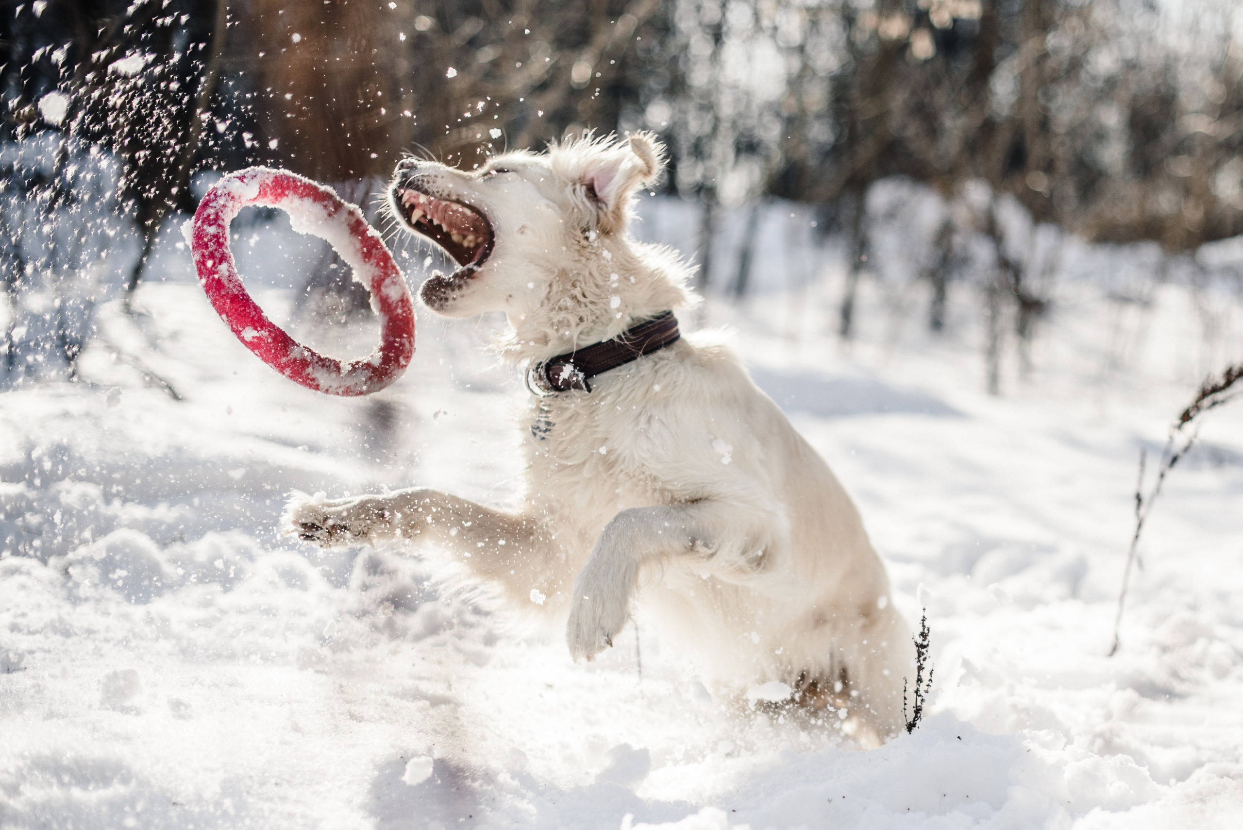 Hund fri til å leke i snøen med leke. Innkalling