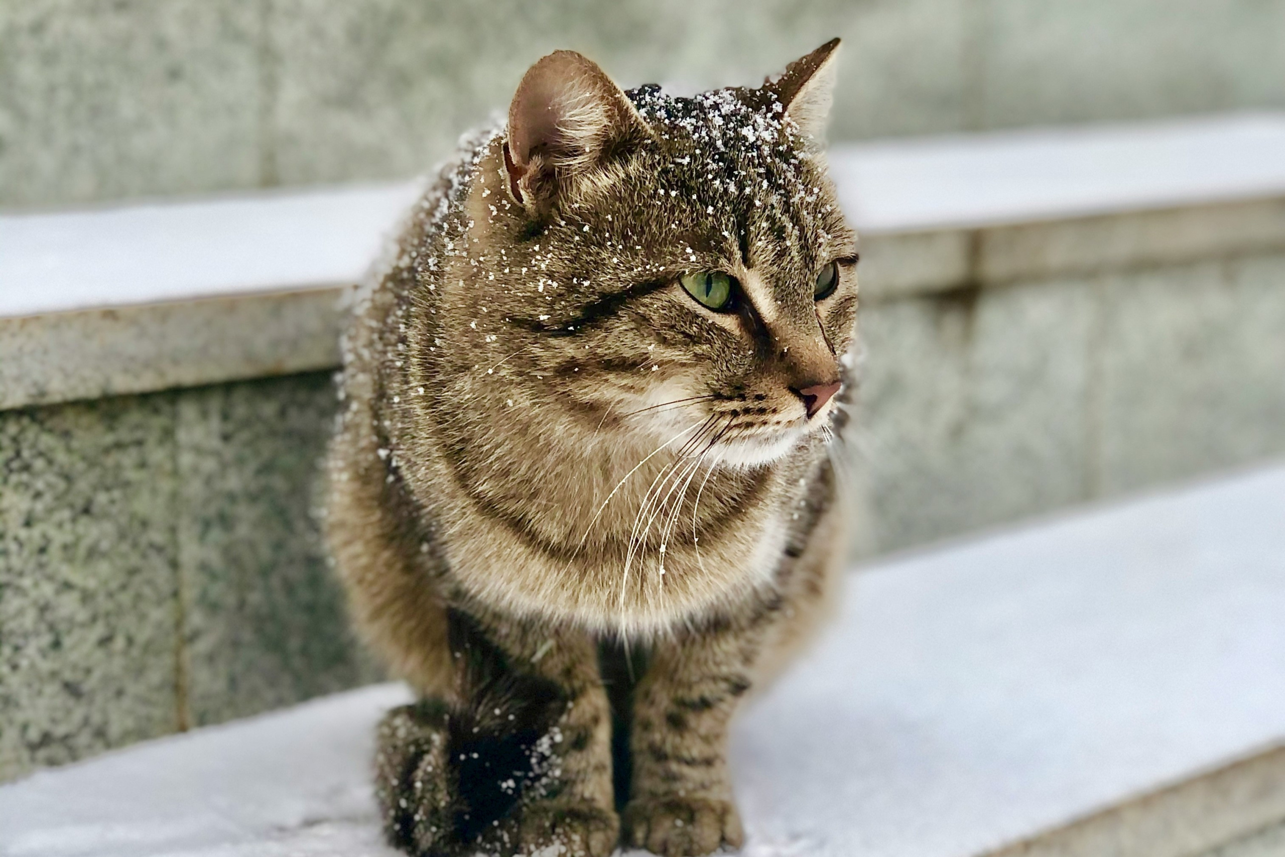 en grå tabby katt som sitter ute på en snøbelagt trapp