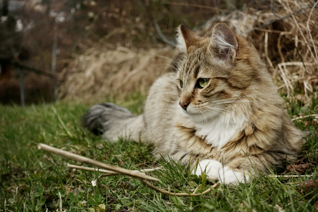 en grå tabby katt som ligger ute på gress