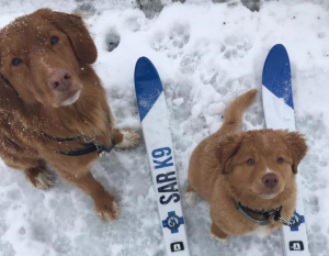 Hund og valp som sitter klar til å gå på skitur.