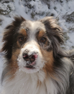 australsk gjeterhund som har snø på snuten og ser opp i kameraet.