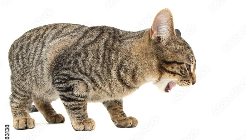 Bengal cat throwing up a hairball