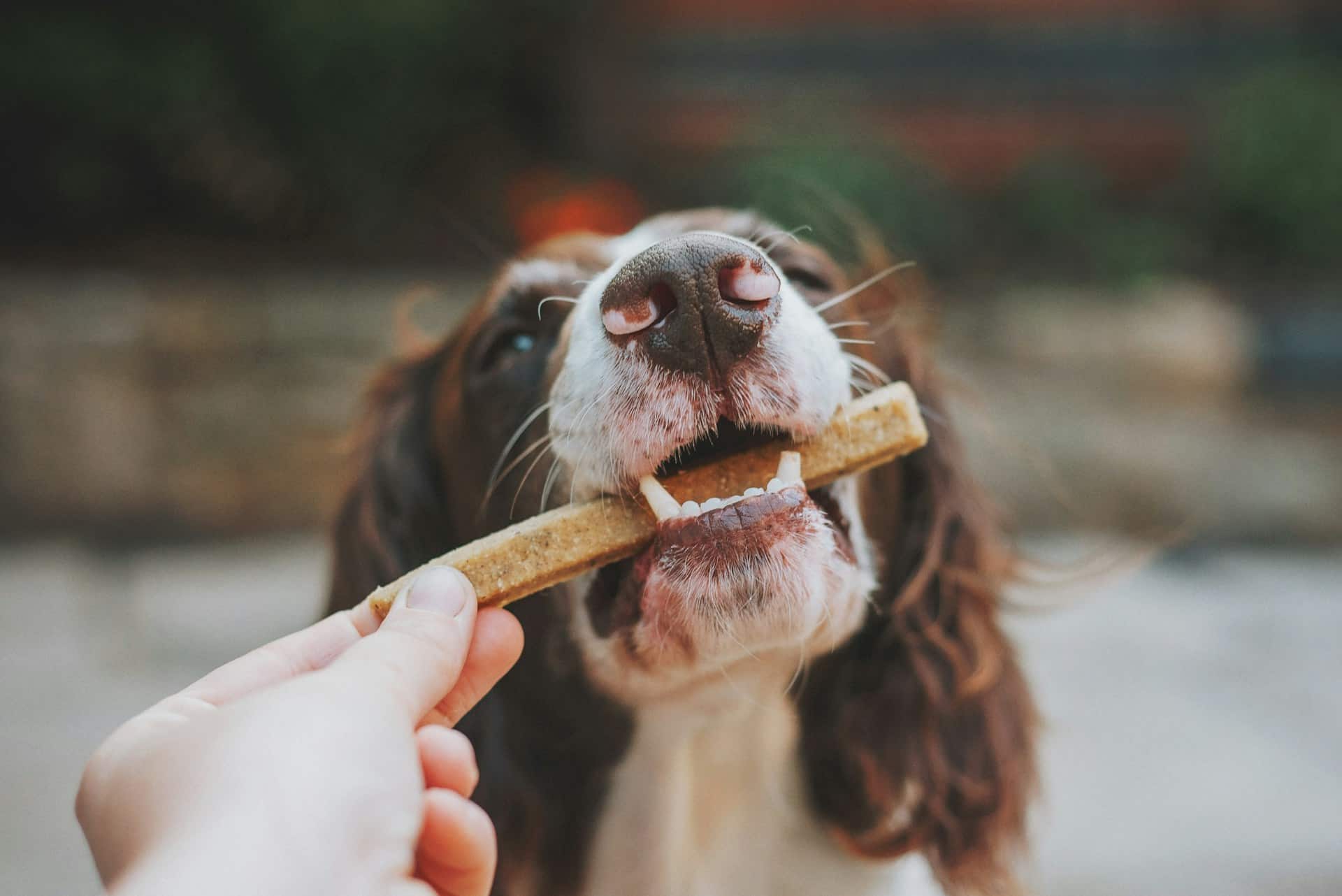 person som gir en stor hundekjeks godbit til en hund spaniel