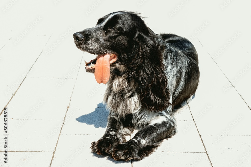 Black spaniel lies with his tongue out in hot, scorching sun. Dehydration and heat stroke. Pet care in heat concept.