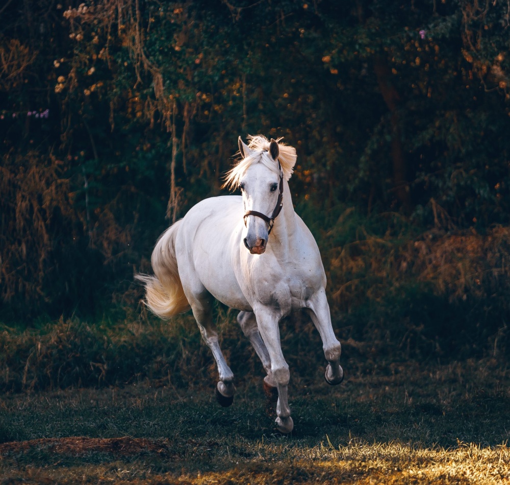 Helena Lopes at Pexels