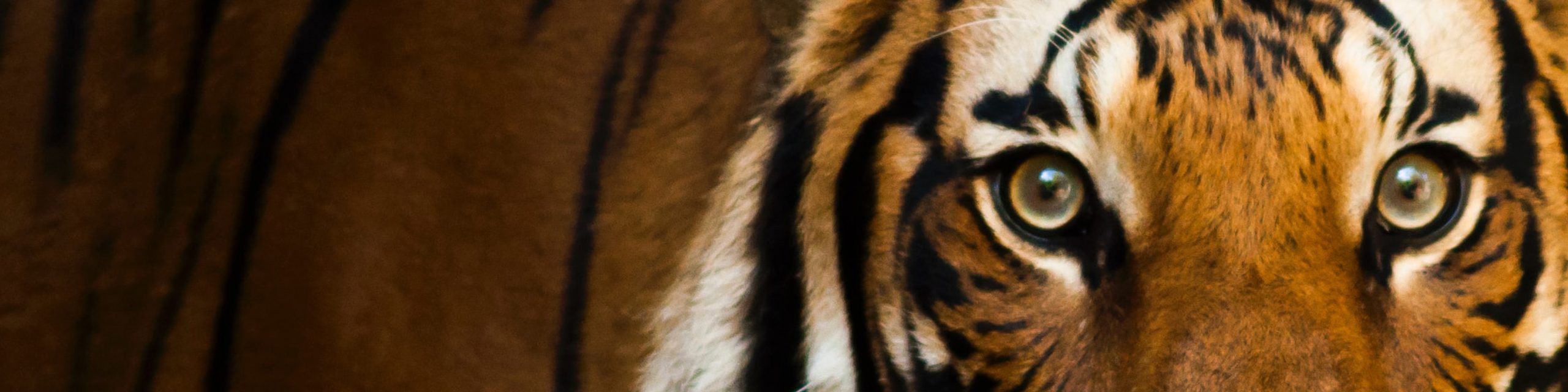 topp_tiger 1 EatMoveLive